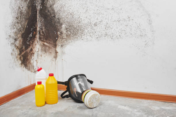 Trusted Sulphur, OK Mold Removal Experts