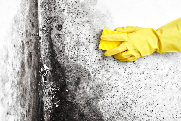 Best Professional Mold Removal  in Sulphur, OK