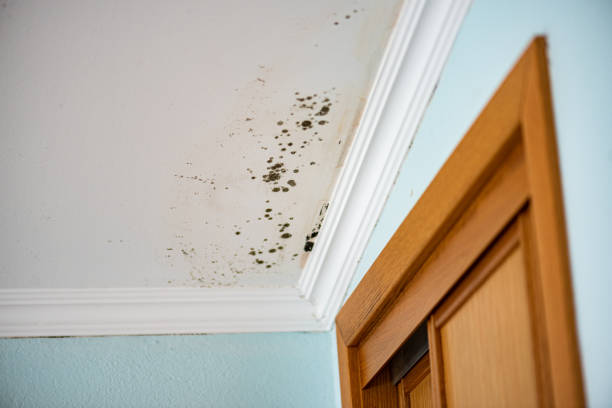 Best Attic Mold Removal  in Sulphur, OK