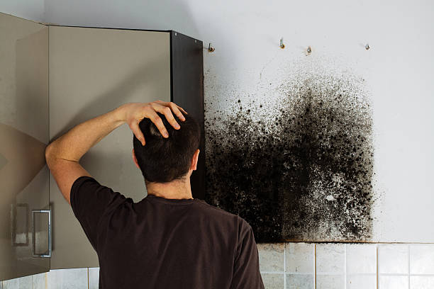 Best Mold Damage Repair  in Sulphur, OK